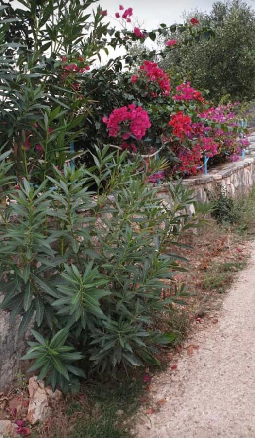 Hena Sarandë